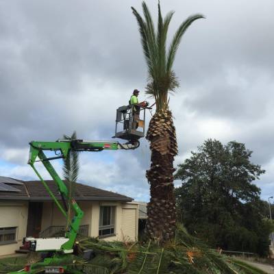 TREE TRIMMING